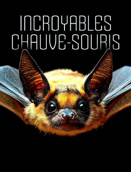 Incroyables chauve-souris