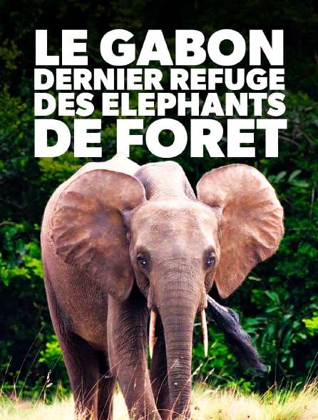Le Gabon, dernier refuge des éléphants de forêt