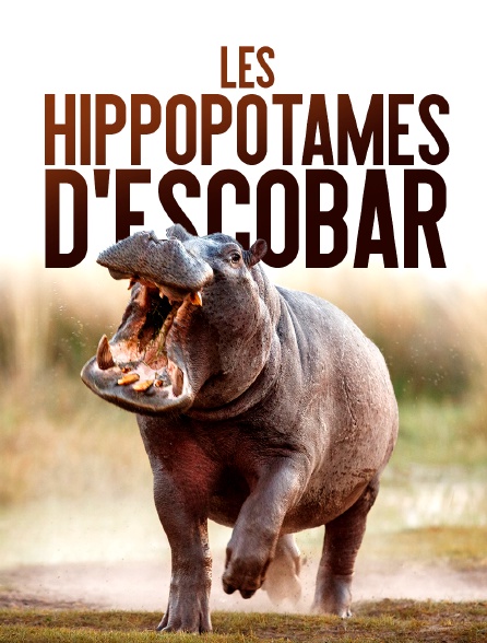 Les hippopotames d'Escobar