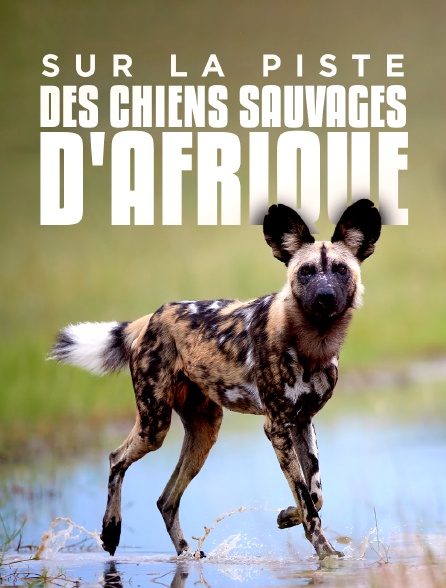 Sur la piste des chiens sauvages d'Afrique