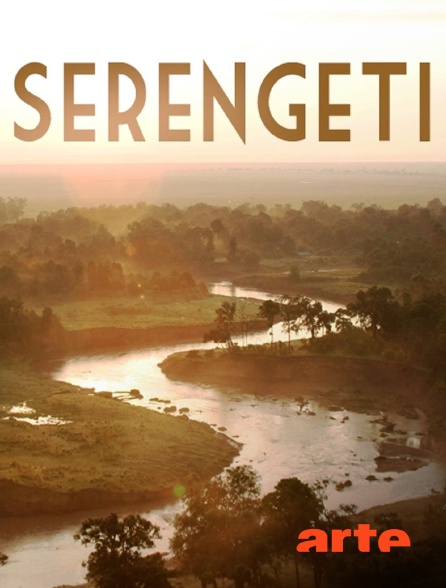 Arte - Serengeti, la grande cavalcade des animaux
