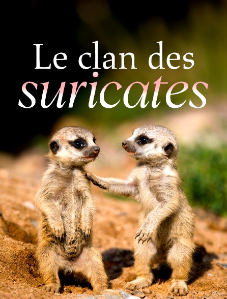 Le clan des suricates