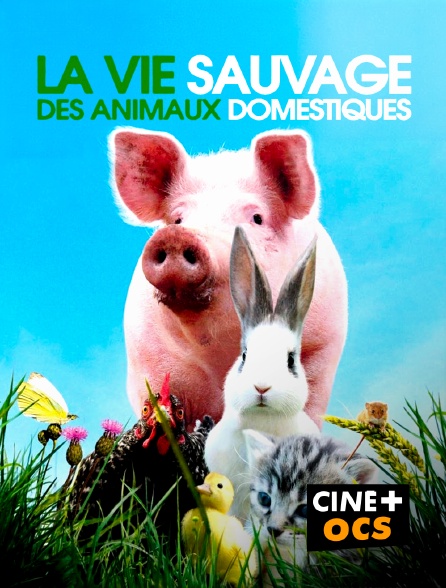 CINÉ Cinéma - La vie sauvage des animaux domestiques