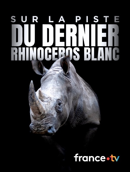 france.tv - Sur la piste du dernier rhinocéros blanc
