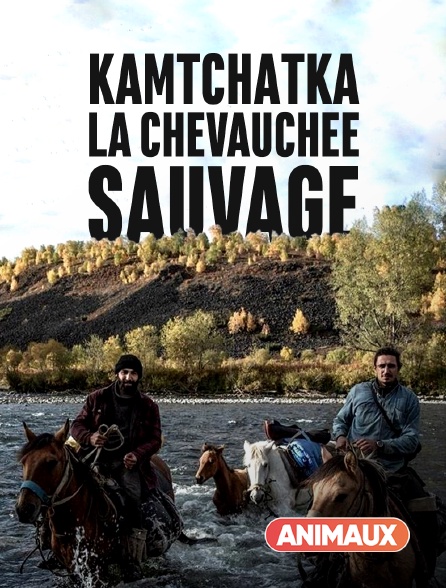 Animaux - Kamtchatka, la chevauchée sauvage