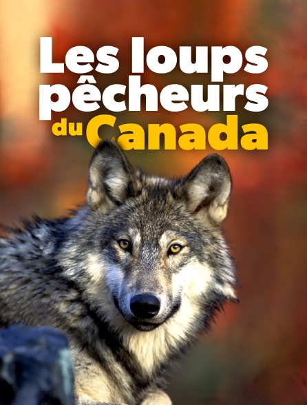 Les loups pêcheurs du Canada