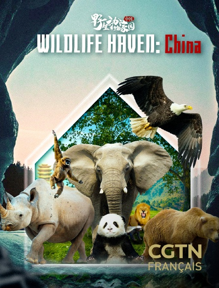 CGTN FR - Wildlife Haven: China