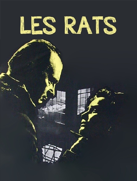 Les rats