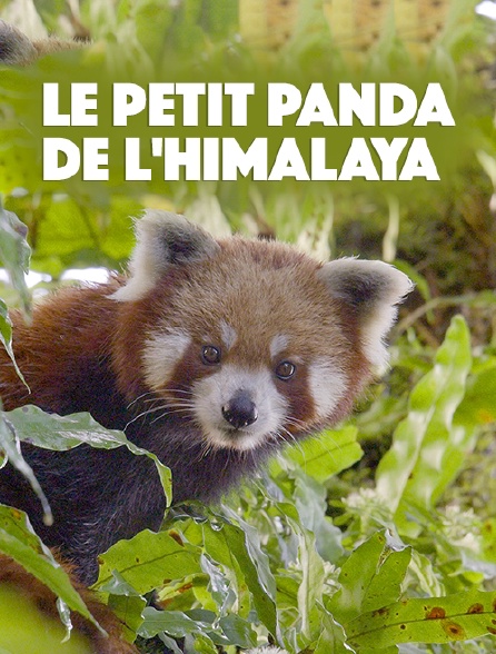 Le petit panda de l'Himalaya
