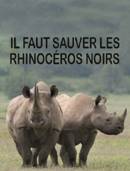 Il faut sauver les rhinocéros noirs