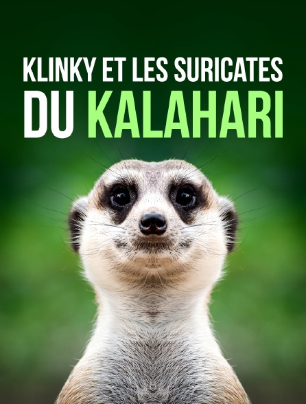 Klinky et les suricates du Kalahari