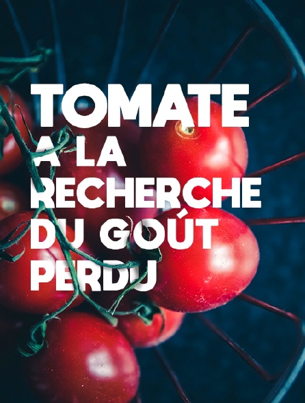 Tomate, à la recherche du goût perdu