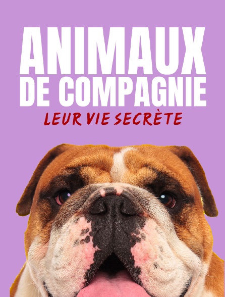 Animaux de compagnie : leur vie secrète