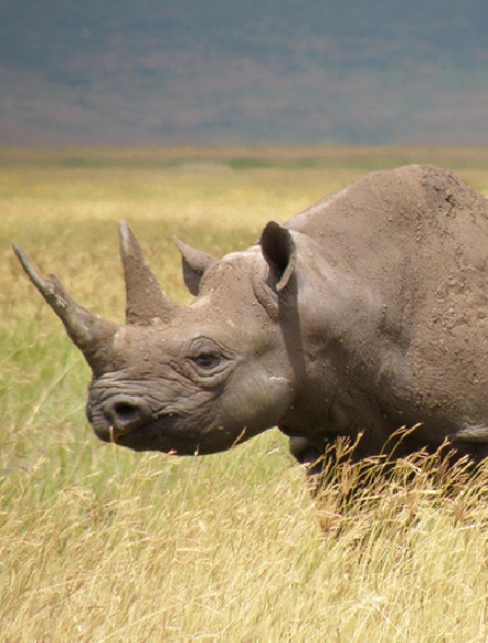 Rhinos en danger