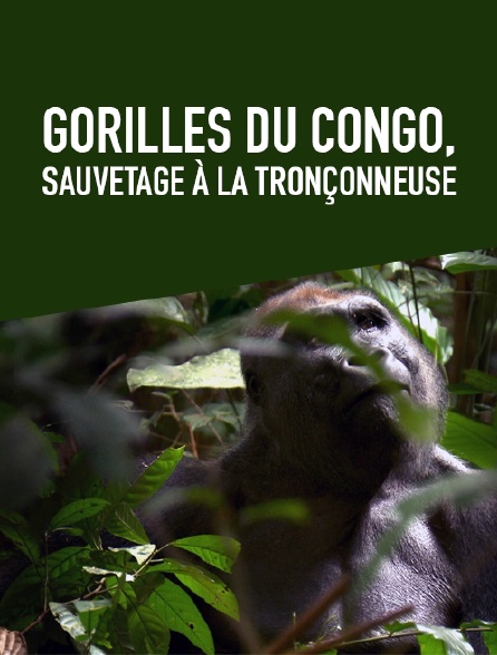 Gorilles du Congo, sauvetage à la tronçonneuse