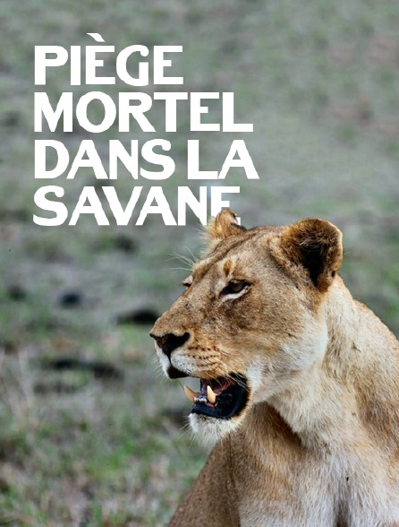 Piège mortel dans la savane