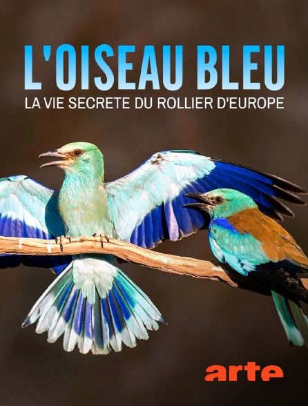 Arte - L'oiseau bleu : la vie secrète du rollier d'Europe