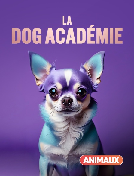 Animaux - La dog Académie en replay