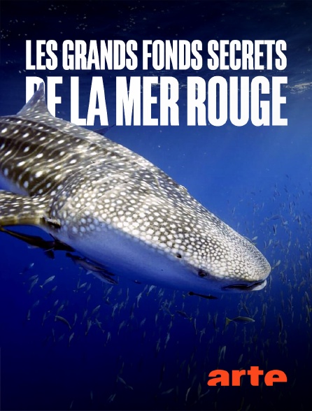 Arte - Les grands fonds secrets de la mer Rouge