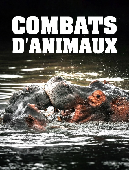 Combats d'animaux