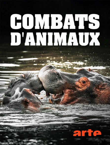 Arte - Combats d'animaux