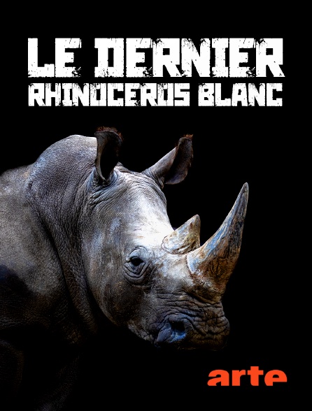 Arte - Le dernier rhinocéros blanc