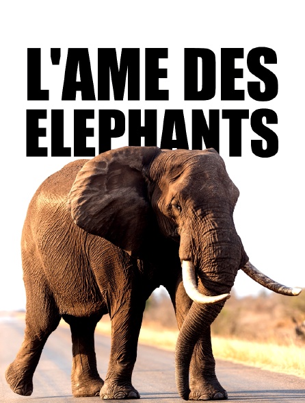 L'âme des éléphants