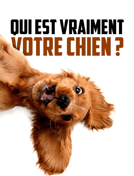 Qui est vraiment votre chien ?