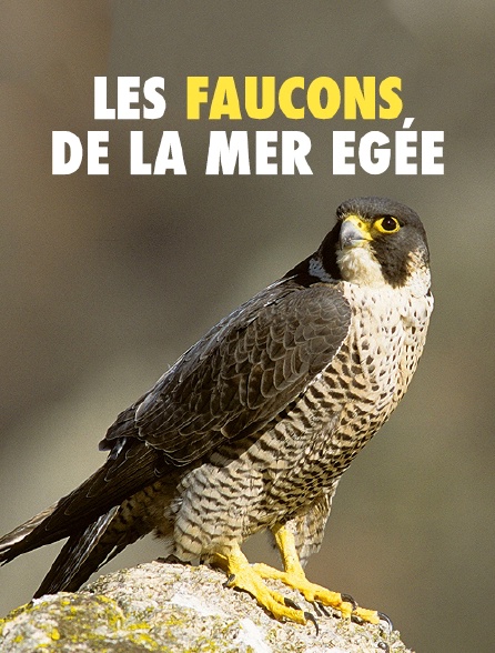Les faucons de la mer Egée