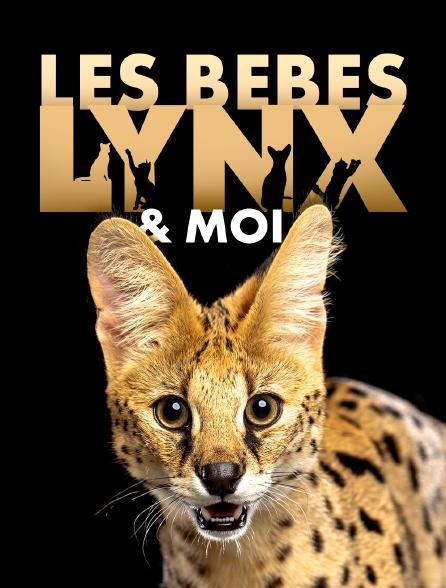 Les bébés lynx et moi