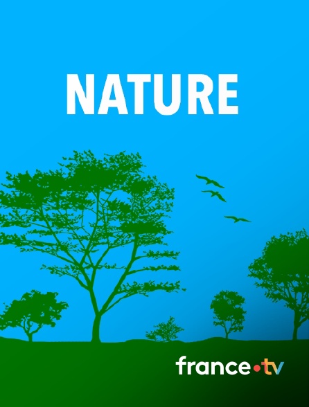 france.tv - Royaumes d’Asie, l’aventure