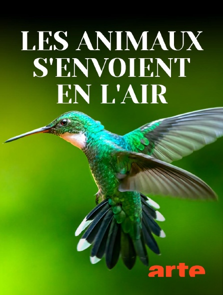 Arte - Les animaux s'envoient en l'air