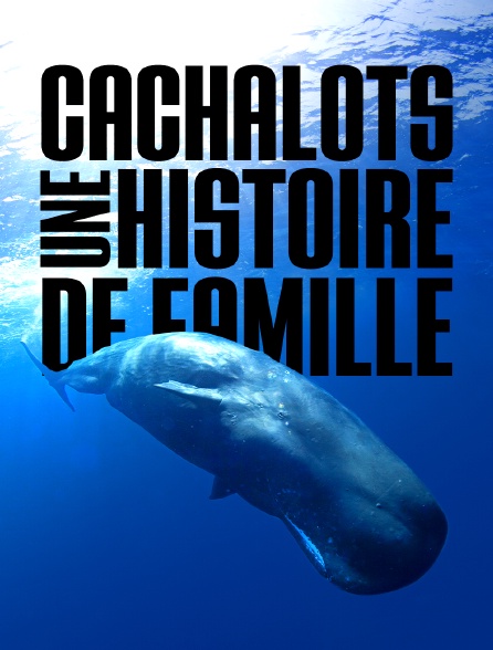 Cachalots, une histoire de famille