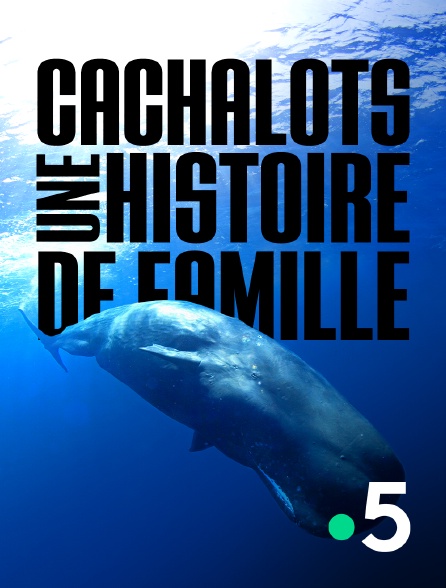 France 5 - Cachalots, une histoire de famille
