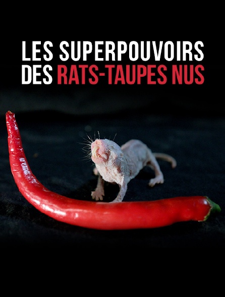 Les superpouvoirs des rats-taupes nus