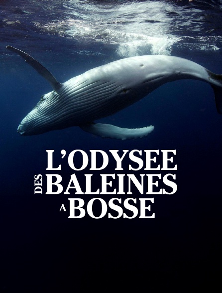 L'odyssée des baleines à bosse