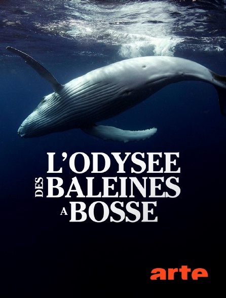 Arte - L'odyssée des baleines à bosse - 03/10/2024 à 09h25