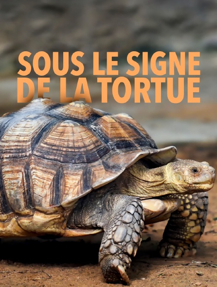 Sous le signe de la tortue