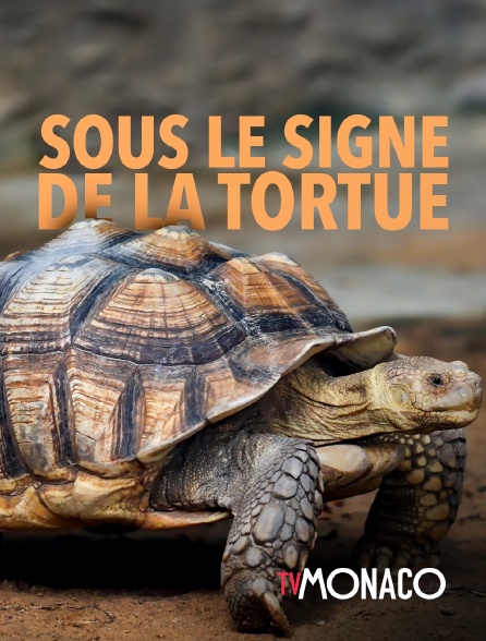 TV Monaco - Sous le signe de la tortue