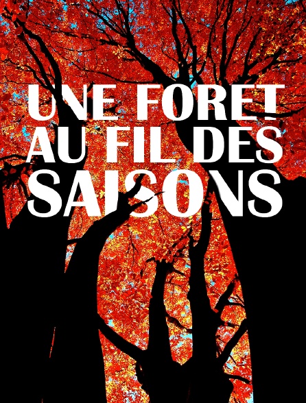 Une forêt au fil des saisons