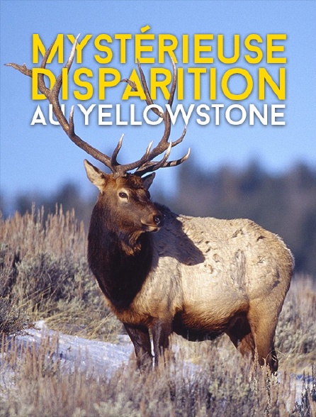 Mystérieuse disparition au Yellowstone