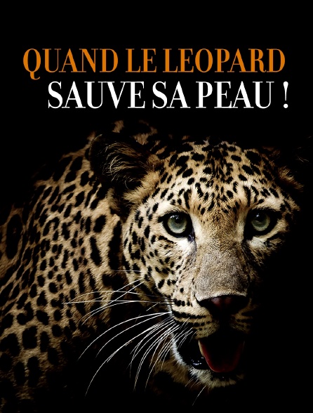 Quand le léopard sauve sa peau !