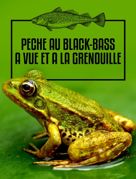 Pêche au black-bass à vue et à la grenouille