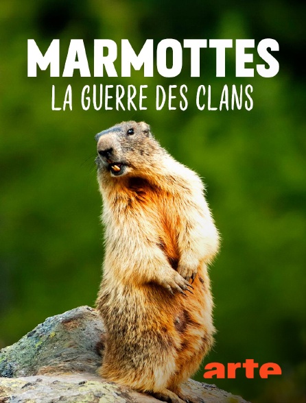 Arte - Marmottes, la guerre des clans