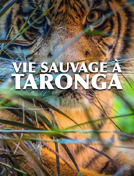 Vie sauvage à Taronga