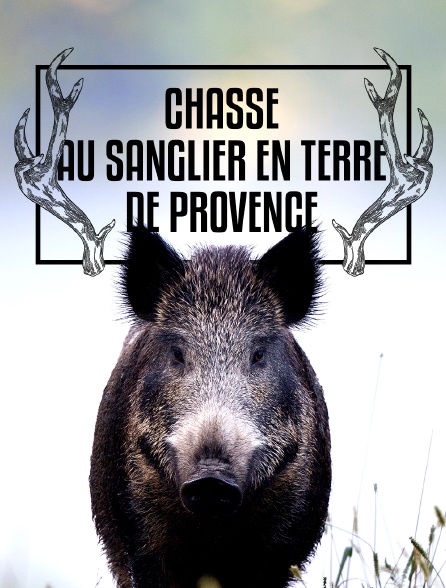 Chasse au sanglier en terre de Provence