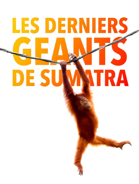 Les derniers géants de Sumatra