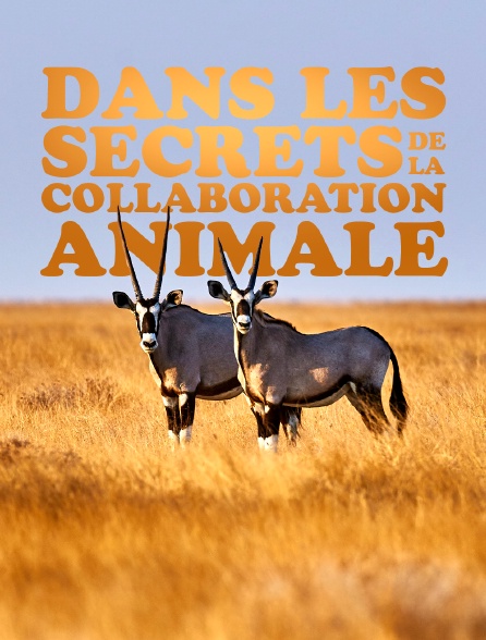 Dans les secrets de la collaboration animale