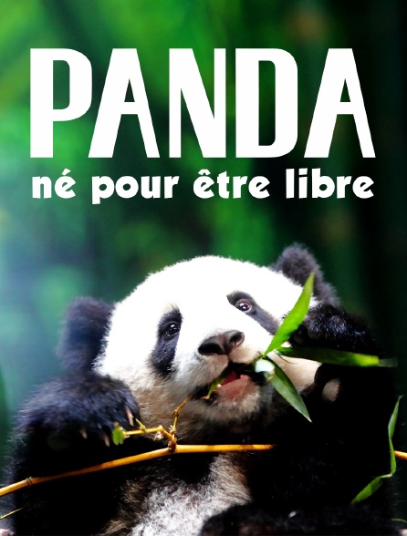 Panda, né pour être libre