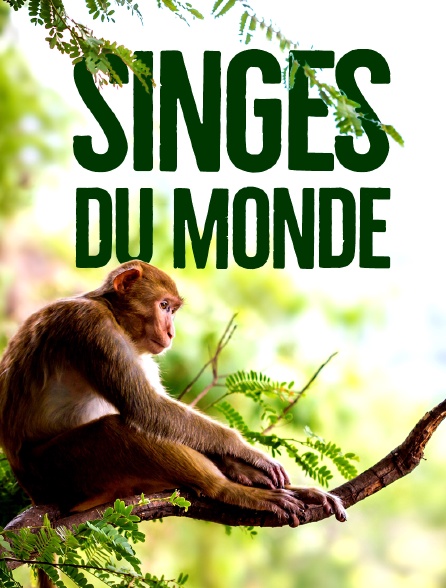 Singes du monde